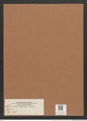Navicula exillis Kütz. (de-Toni-Nr.: Genus 1, Species 508) Zeichnungen Sammlung Grunow Mappe 00447 (Herbarium_W_Grunow_drawings_Folder_00447)